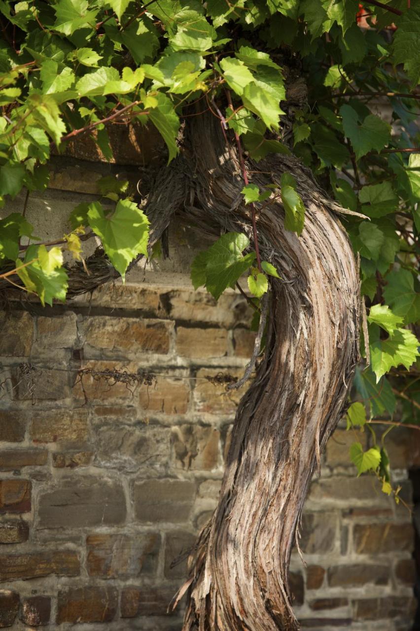 Weinhaus Lenz Ξενοδοχείο Briedern Εξωτερικό φωτογραφία